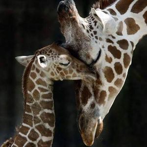 Meet your Posher, Donna